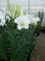 [4109 Global Beauty Mak No01.JPG]